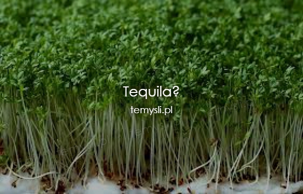 Tequila?